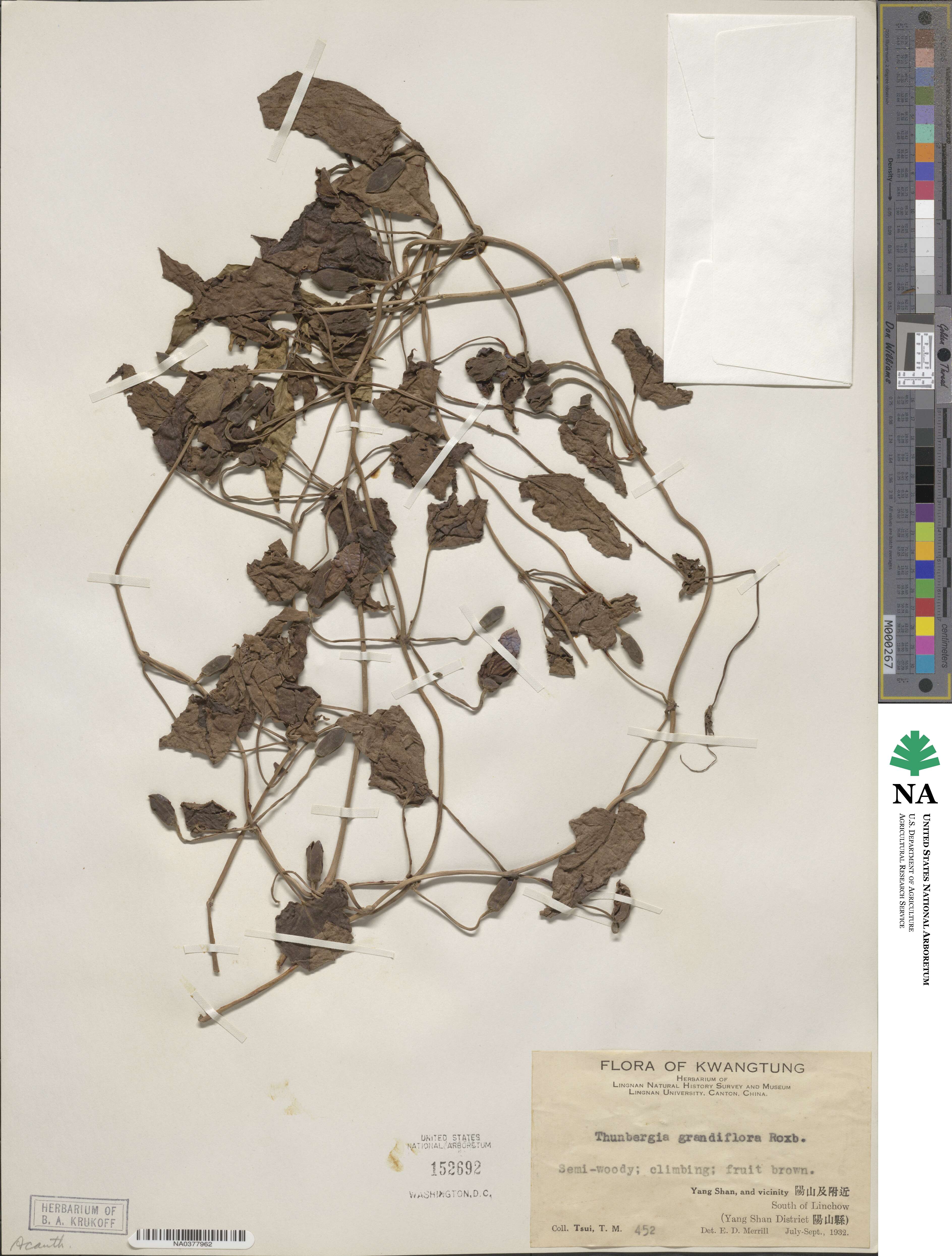 Thunbergia grandiflora image