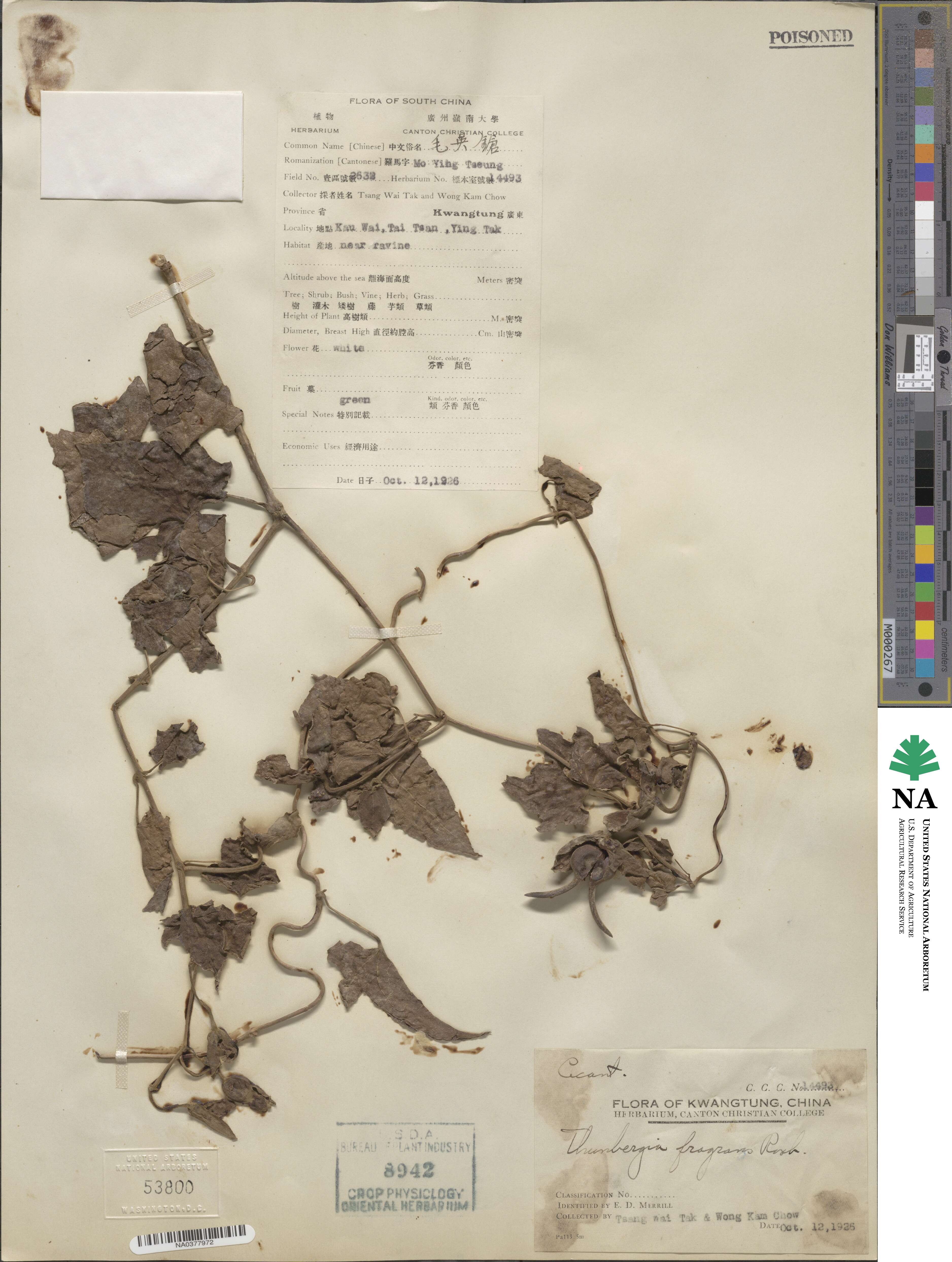 Thunbergia fragrans image