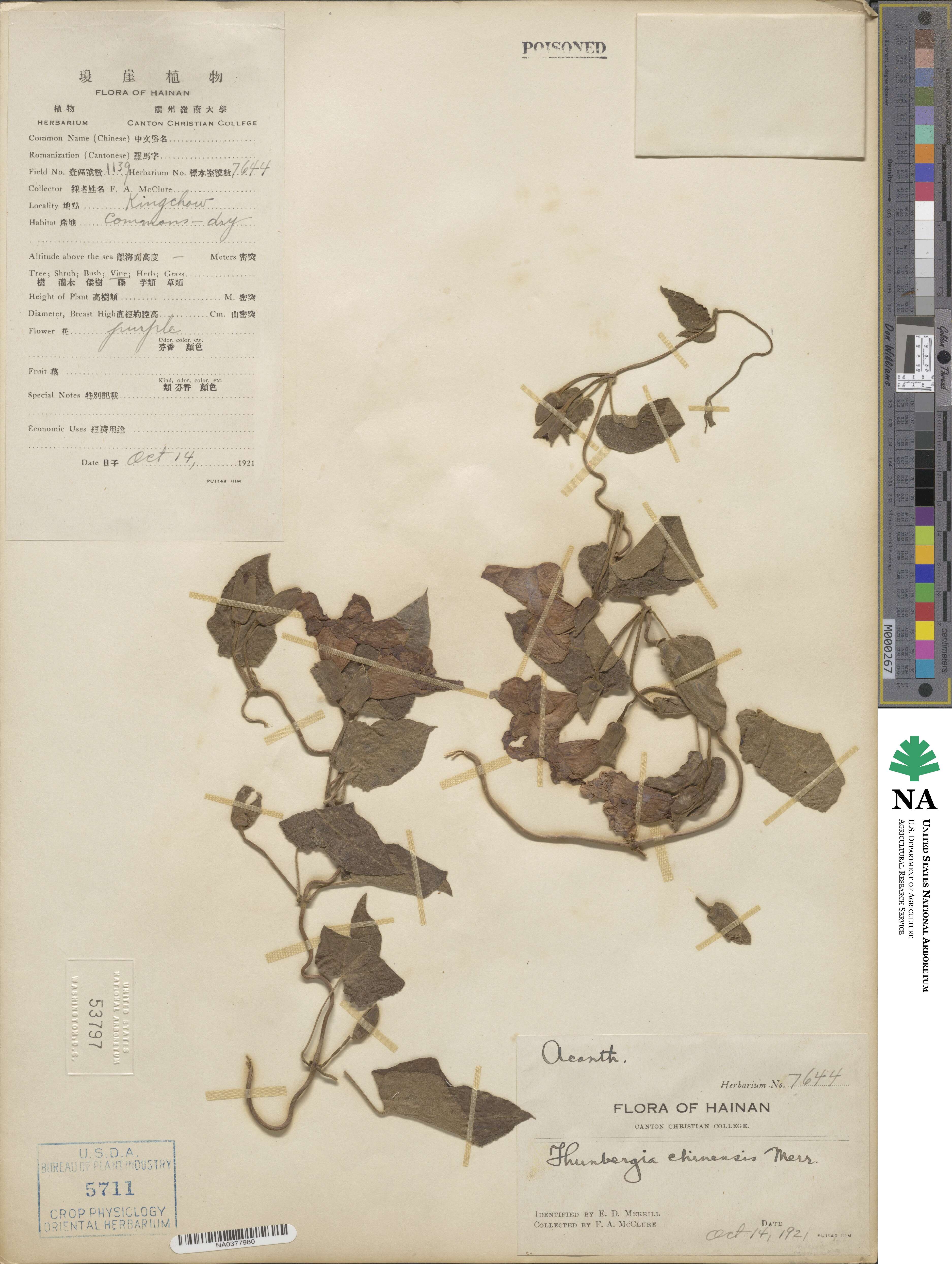 Thunbergia grandiflora image