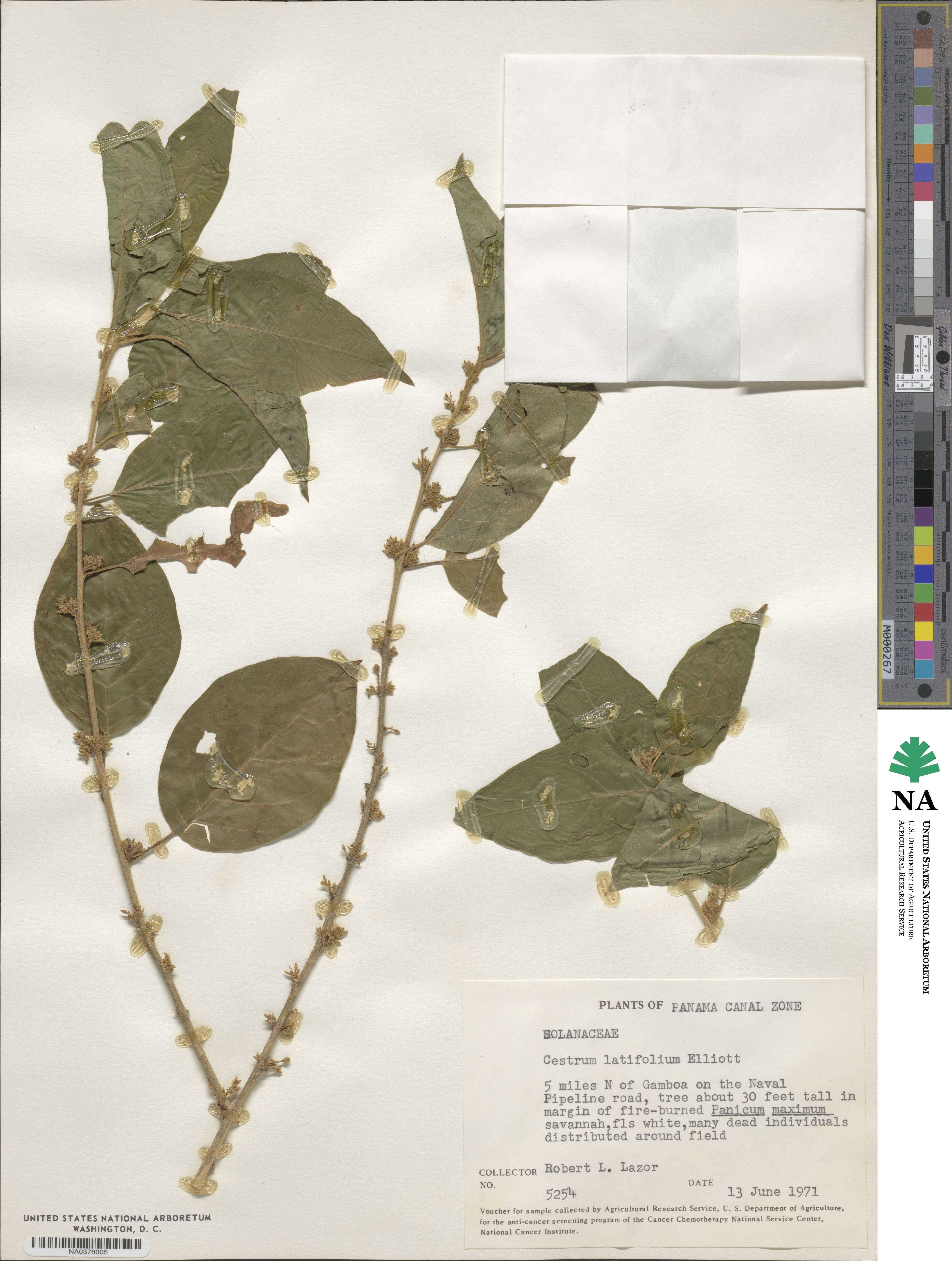 Cestrum latifolium image