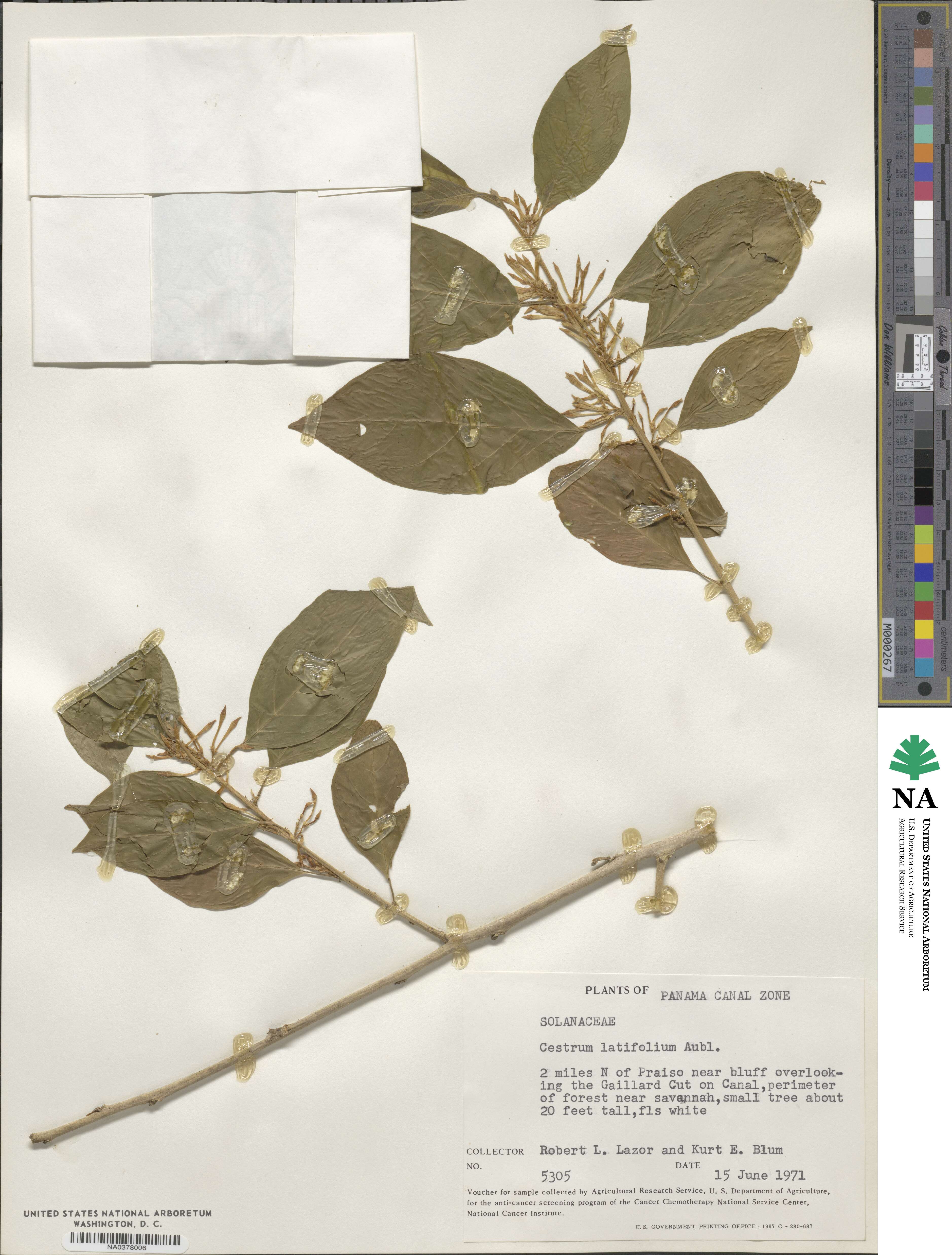 Cestrum latifolium image