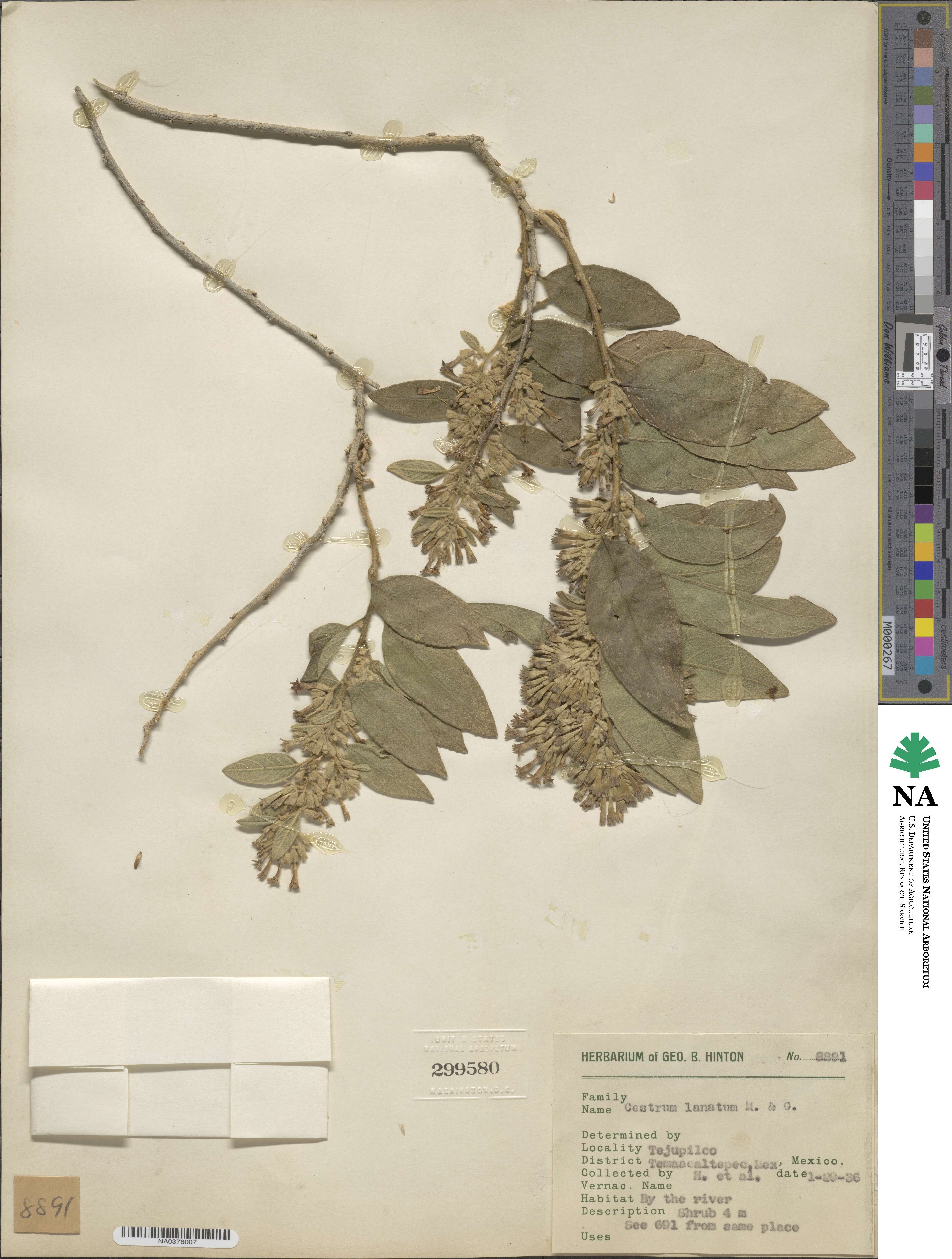 Cestrum tomentosum image