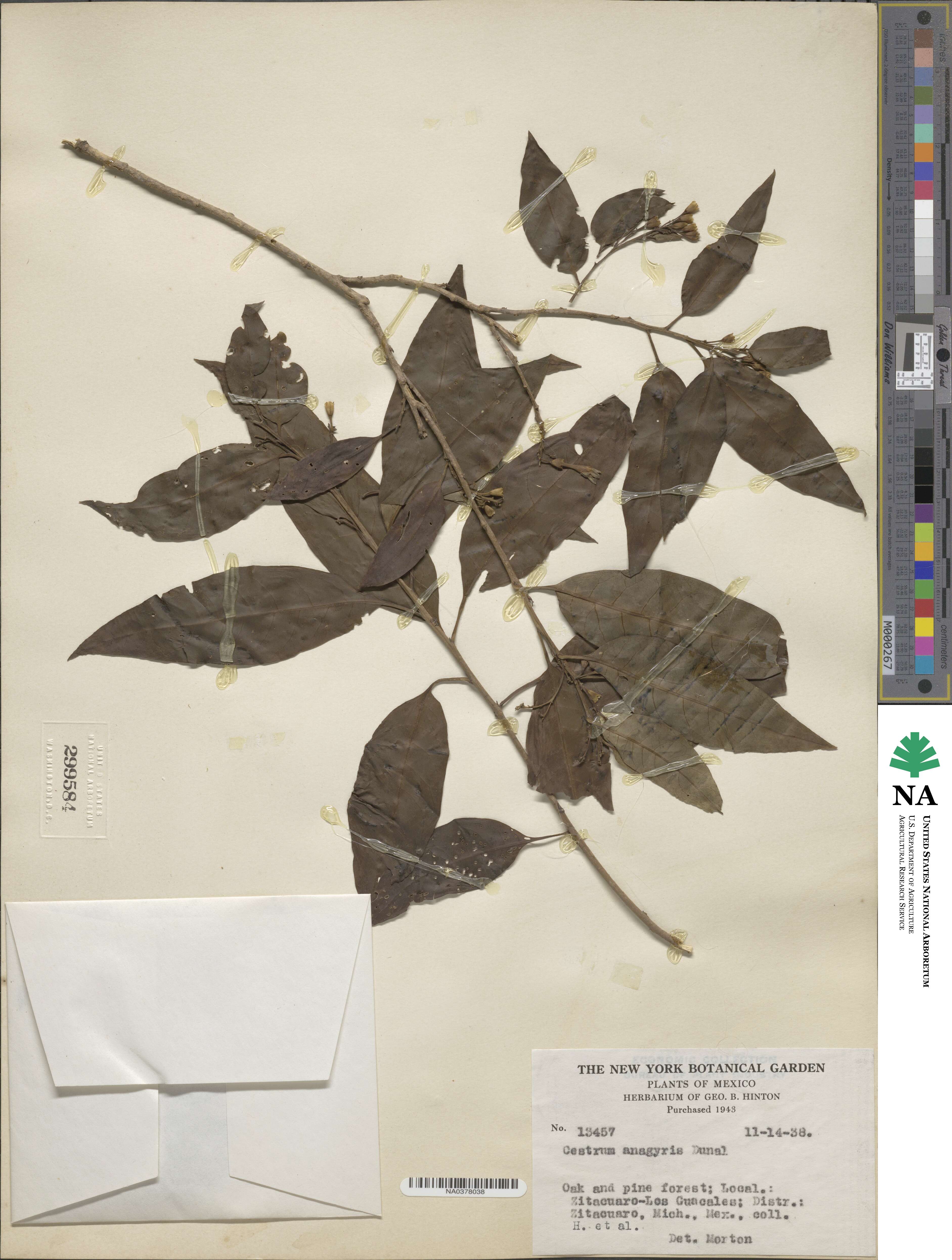 Cestrum aurantiacum image