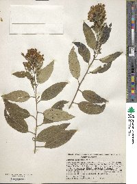 Cestrum aurantiacum image