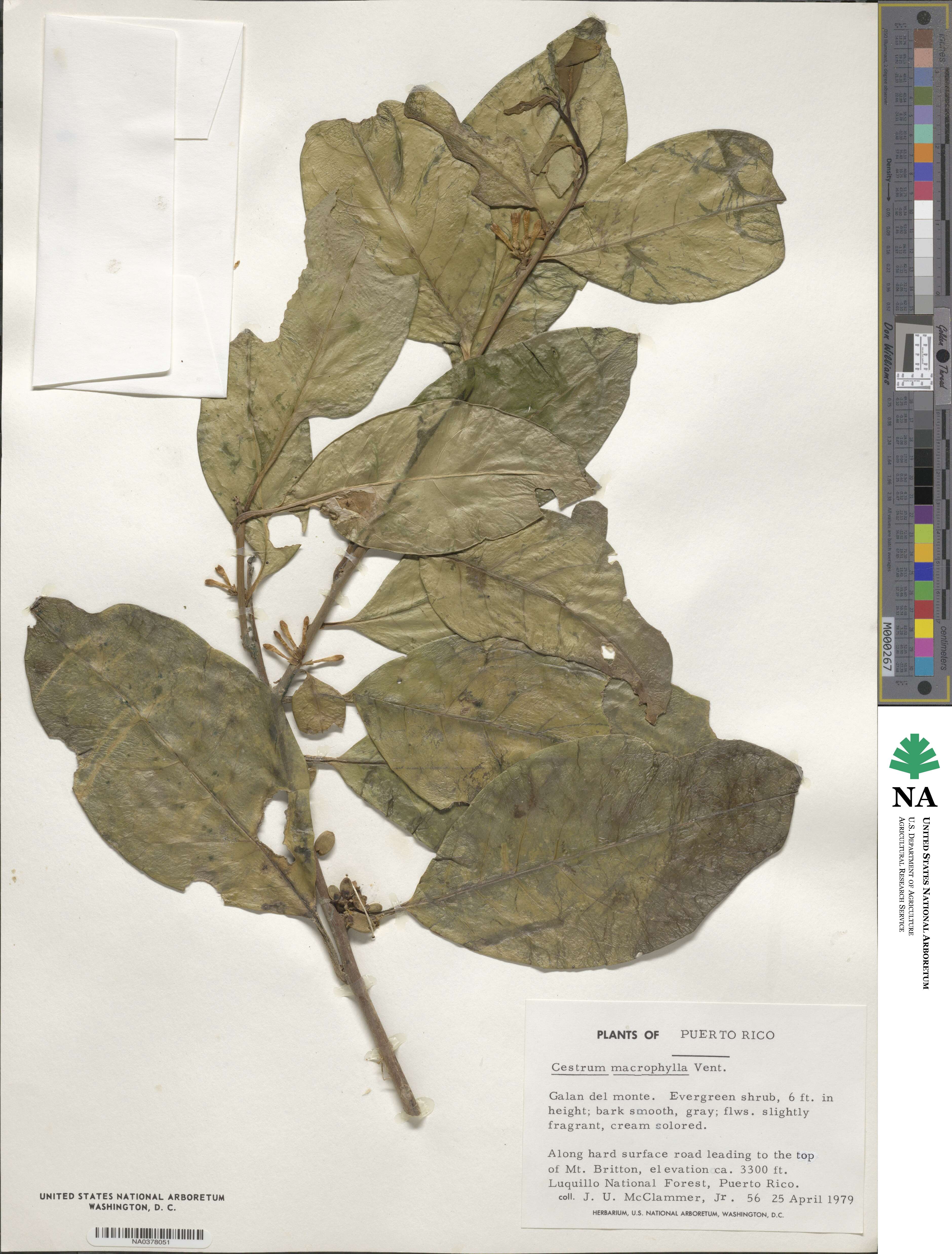 Cestrum macrophyllum image
