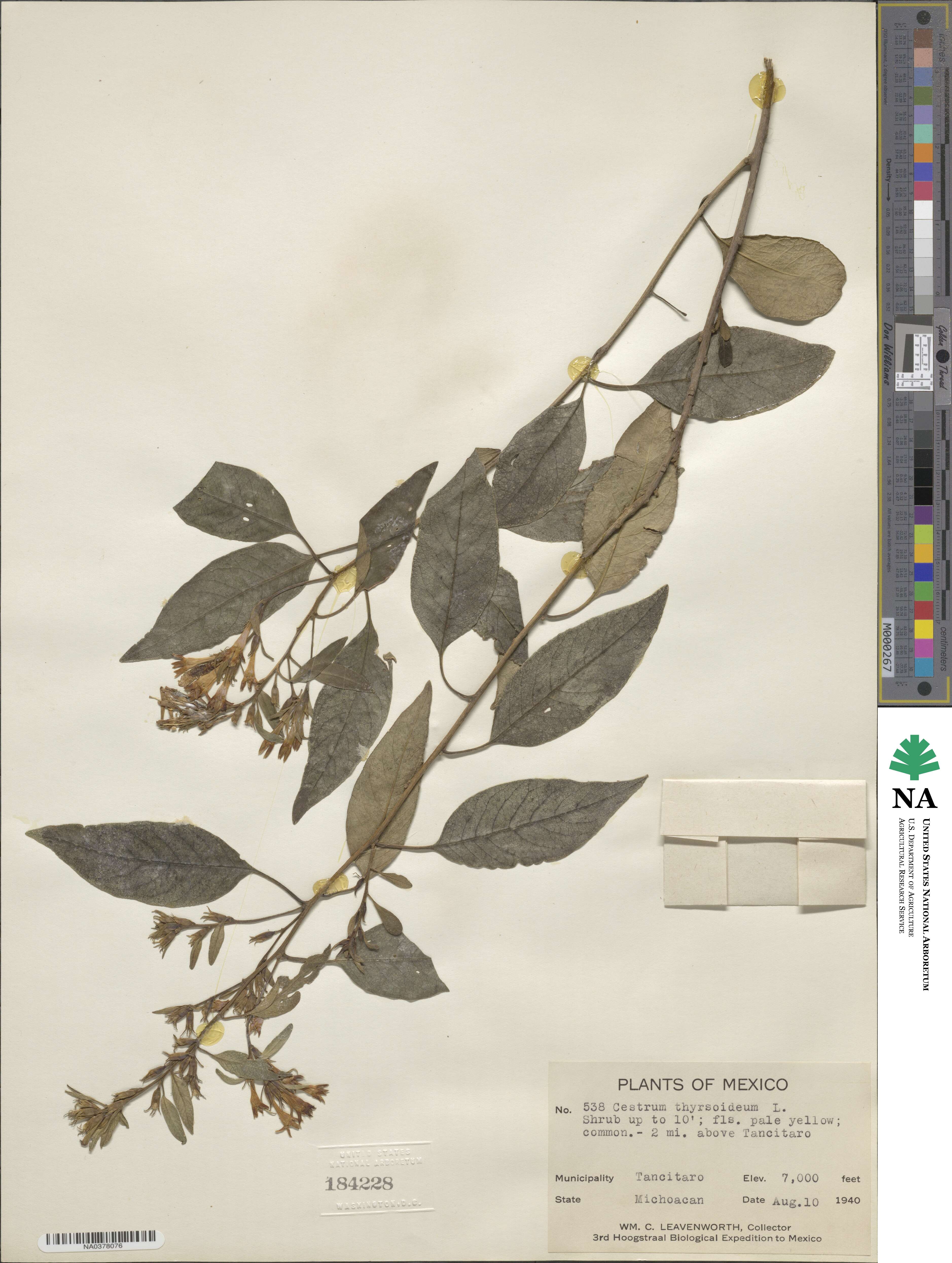Cestrum thyrsoideum image