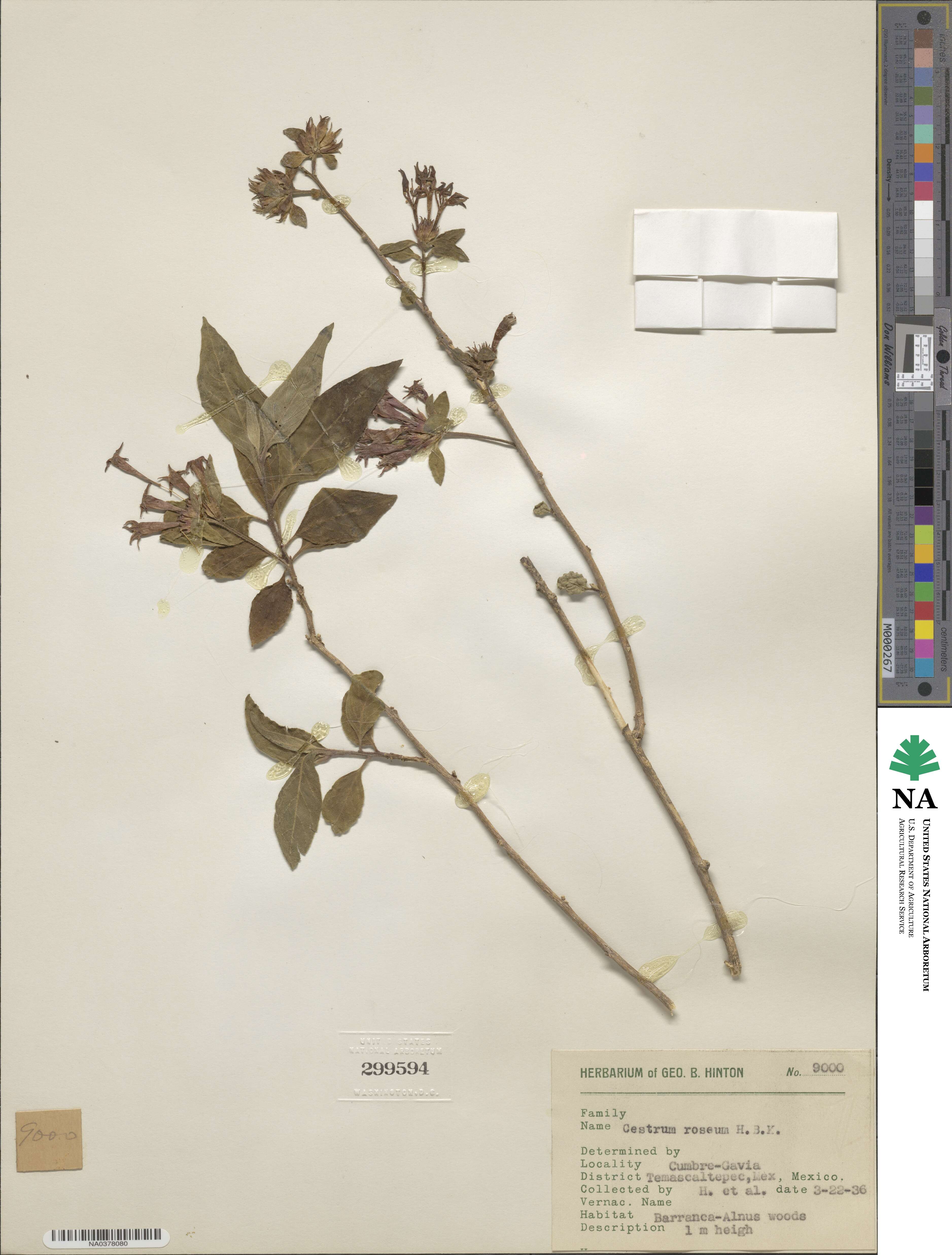 Cestrum roseum image