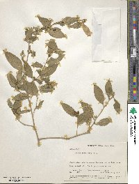 Image of Cestrum racemosum