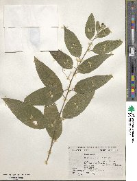 Cestrum racemosum image