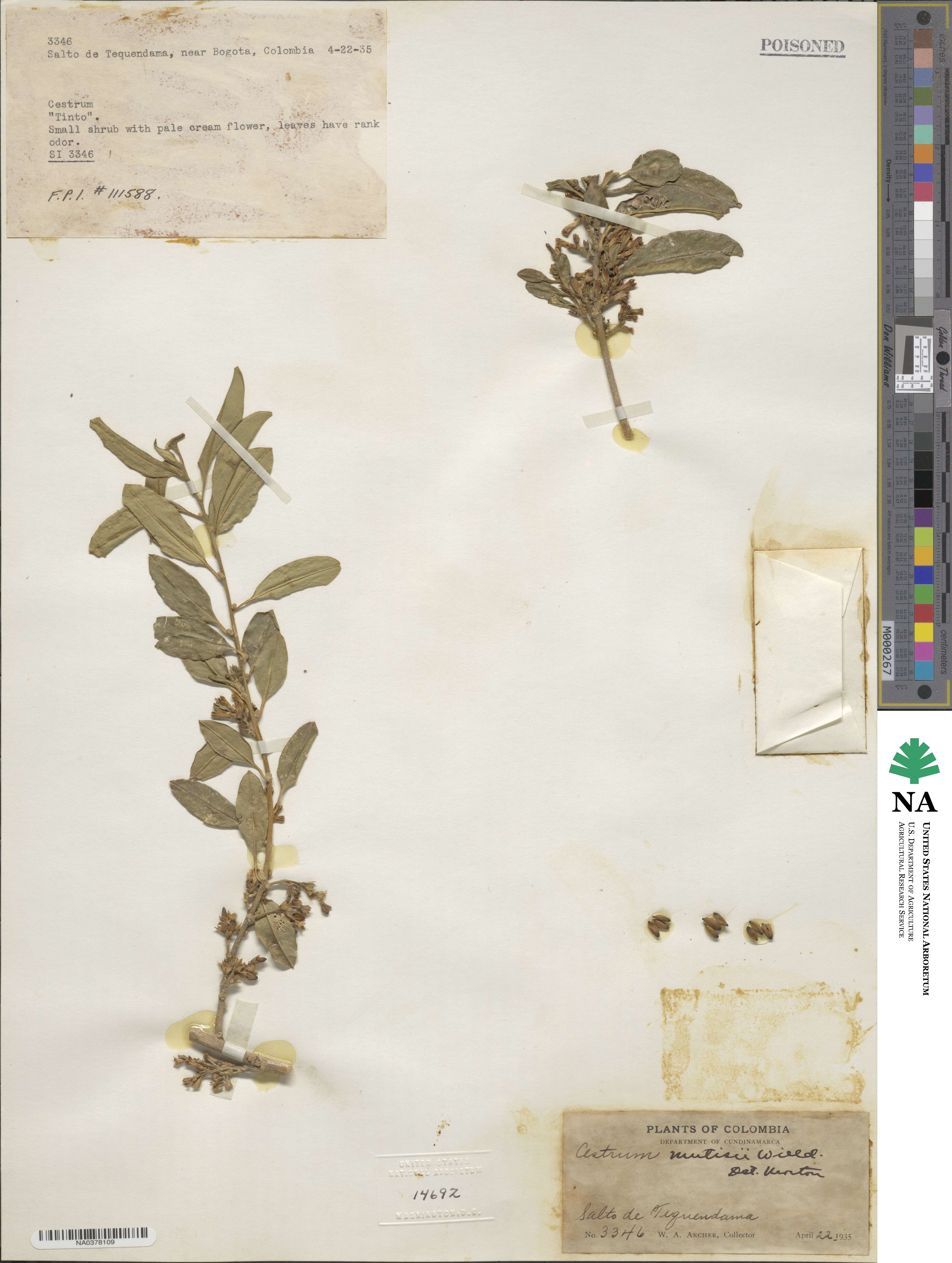 Cestrum mutisii image