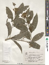 Image of Cestrum intermedium