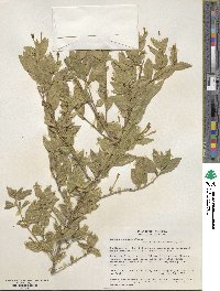 Image of Cestrum cuneatum