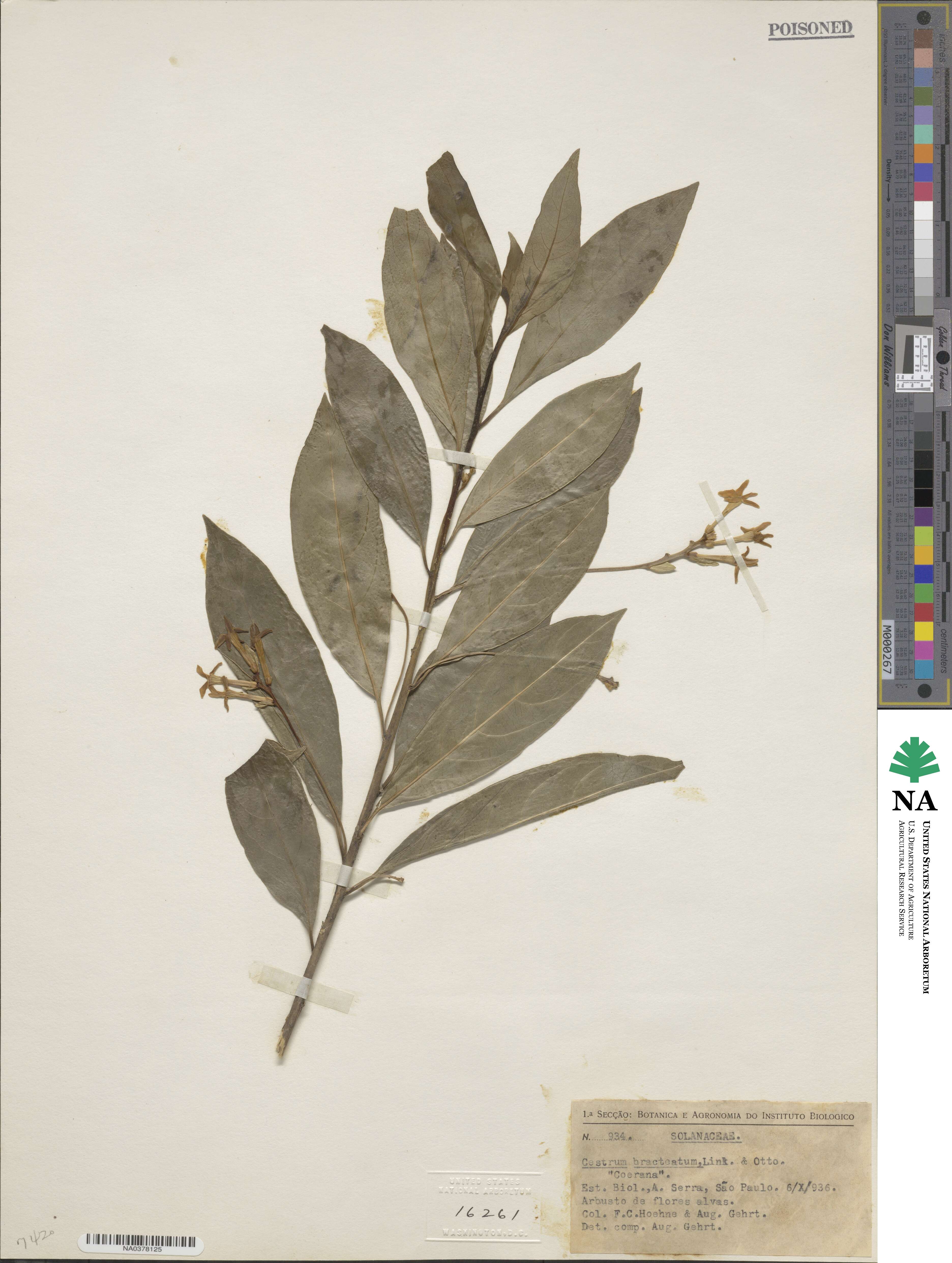 Cestrum bracteatum image