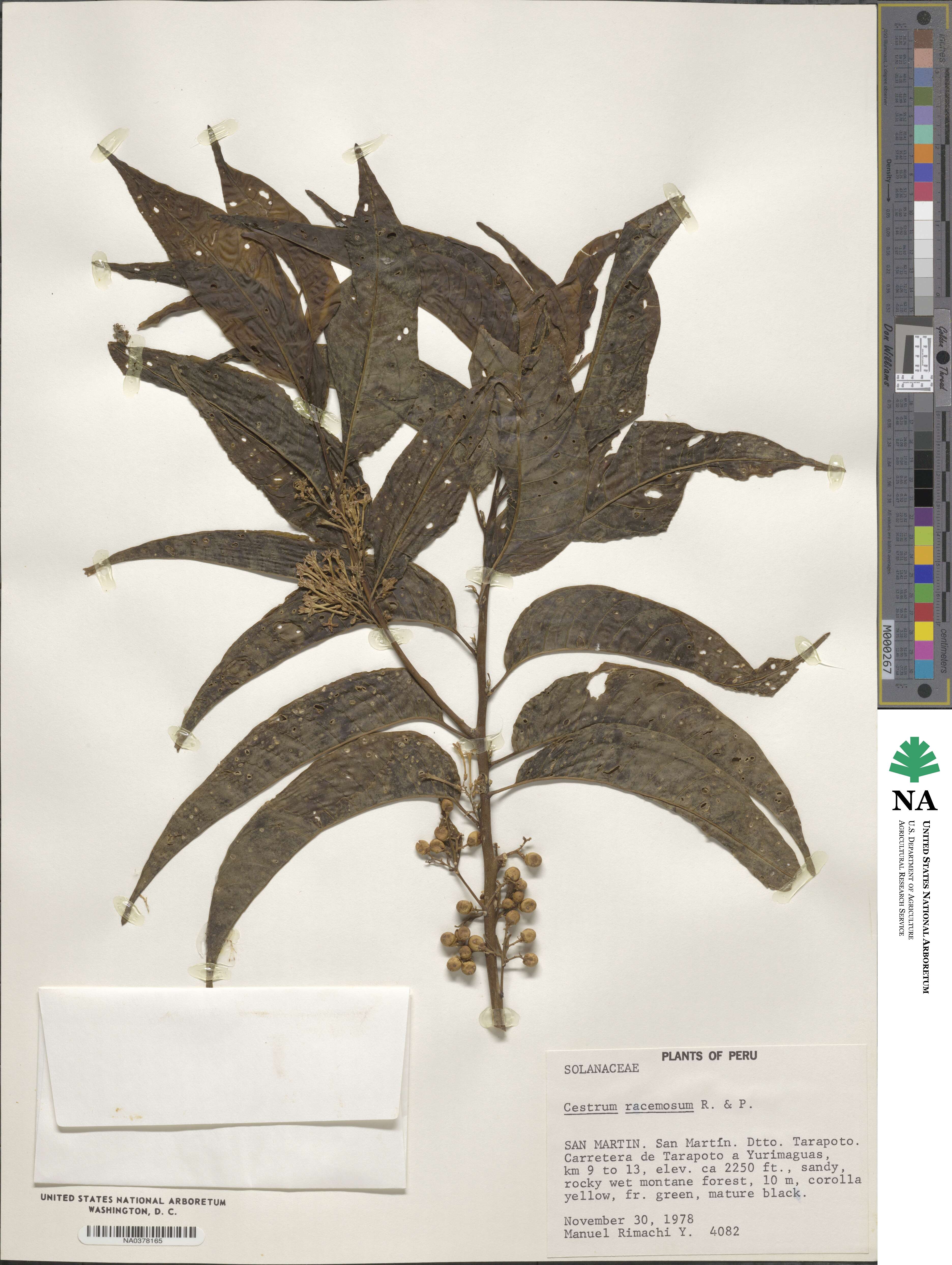 Cestrum racemosum image