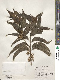 Cestrum racemosum image