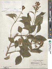 Cestrum aurantiacum image