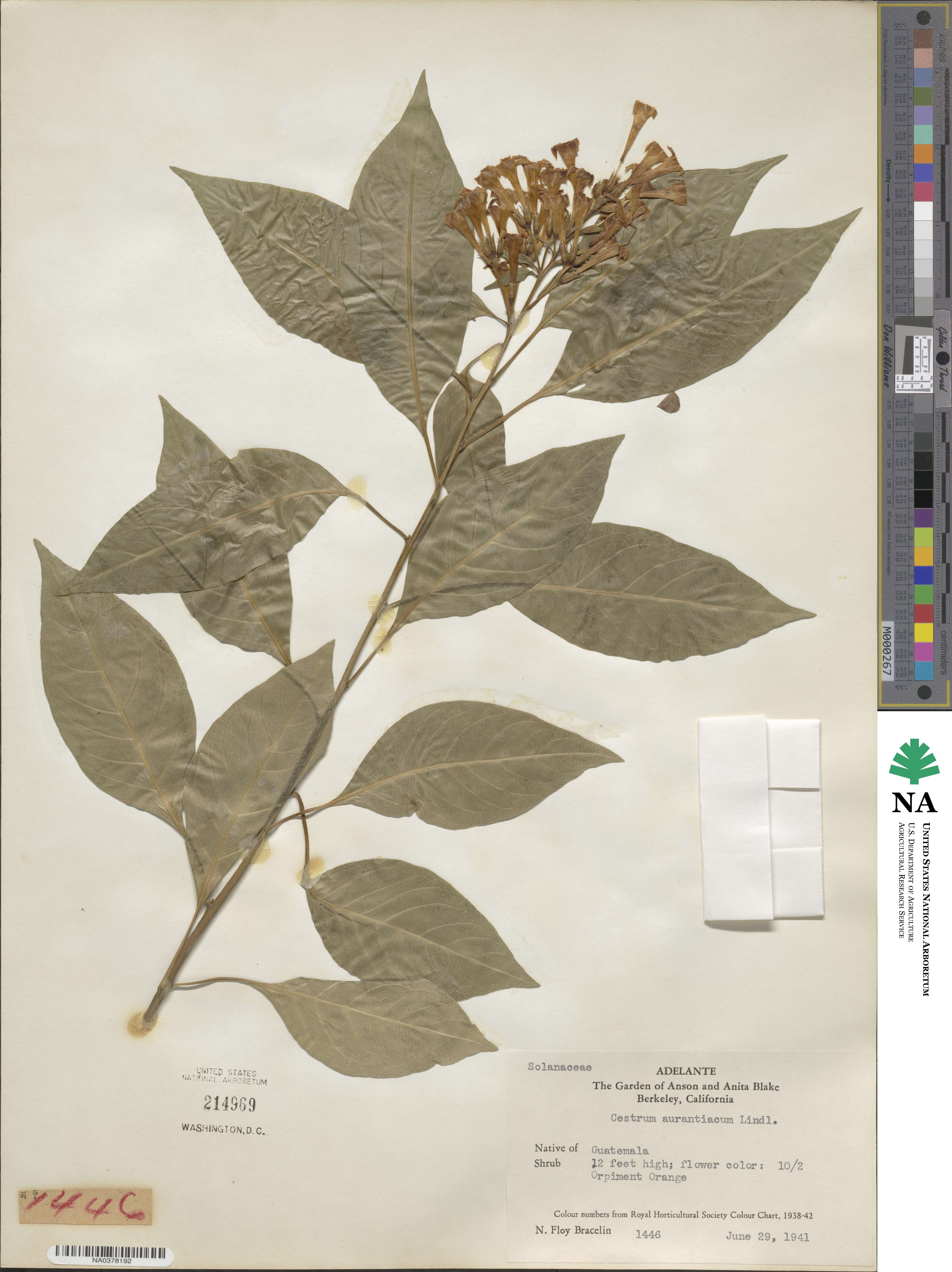 Cestrum aurantiacum image
