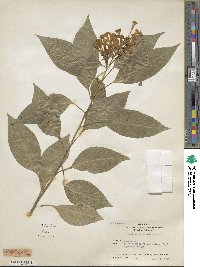 Cestrum aurantiacum image