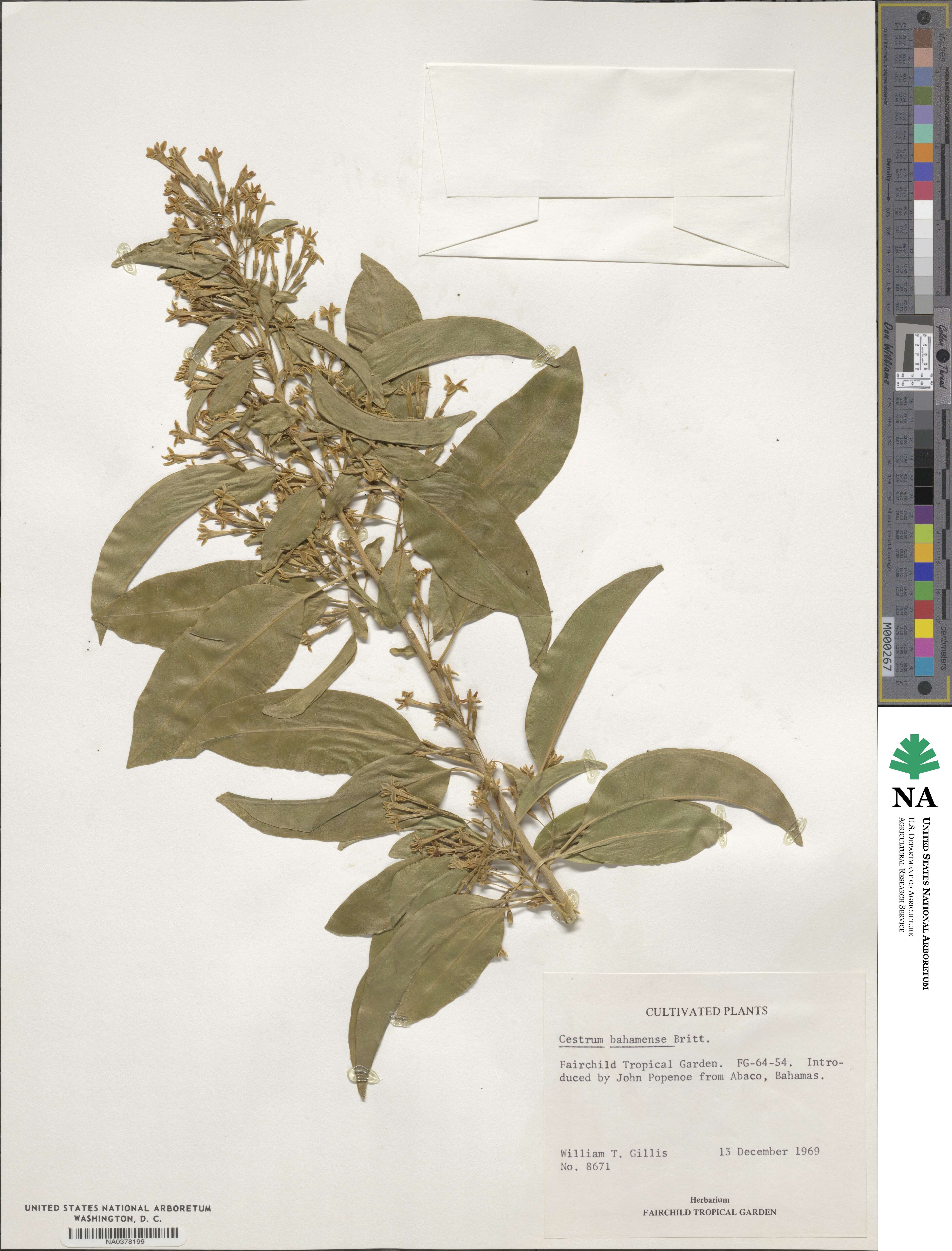 Cestrum bahamense image