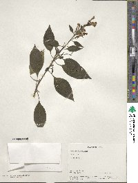 Cestrum aurantiacum image