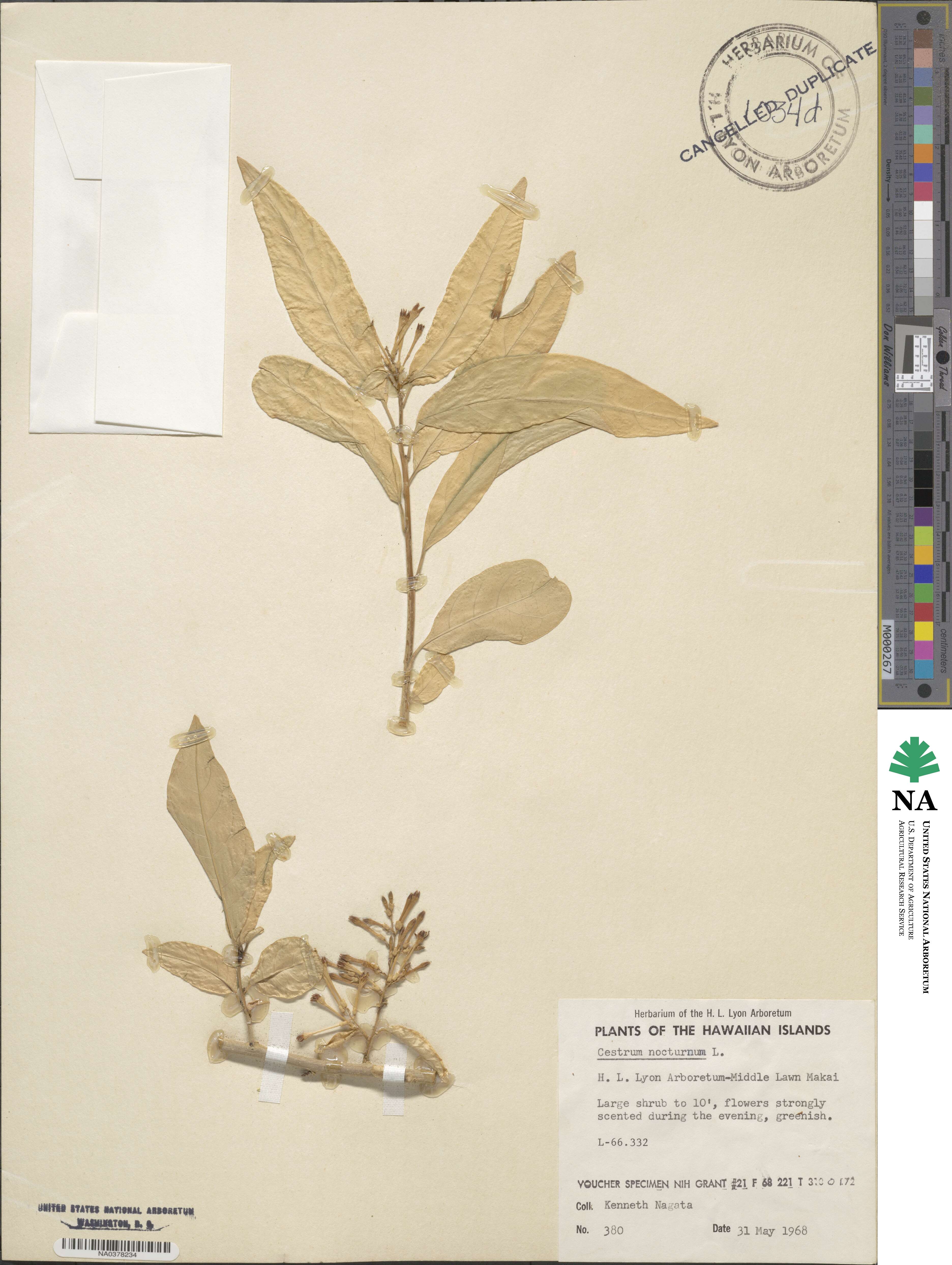 Cestrum nocturnum image