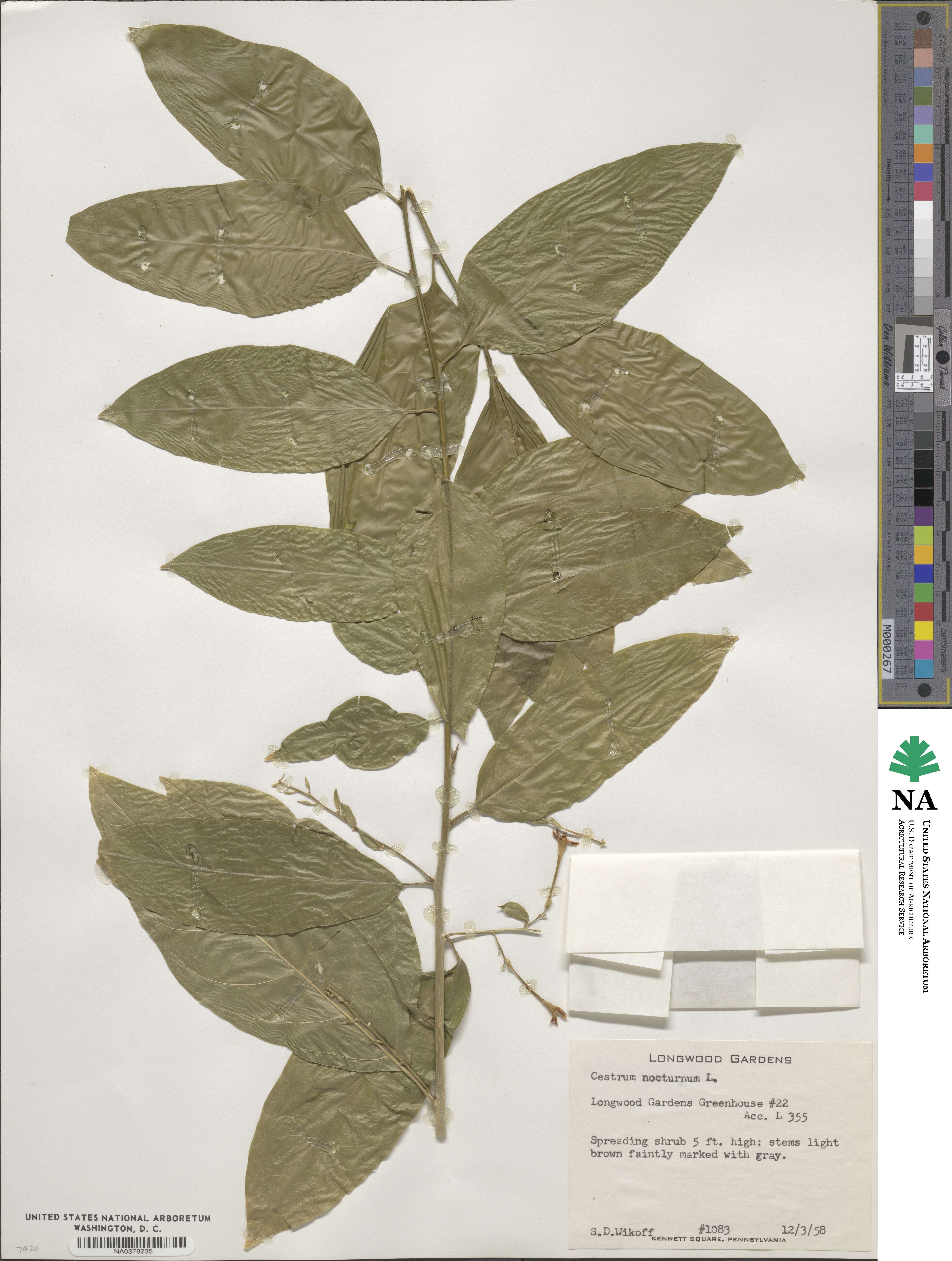 Cestrum nocturnum image
