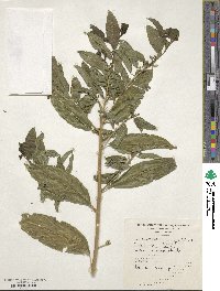 Cestrum axillare image