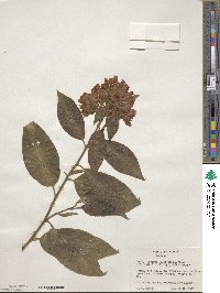 Cestrum fasciculatum image