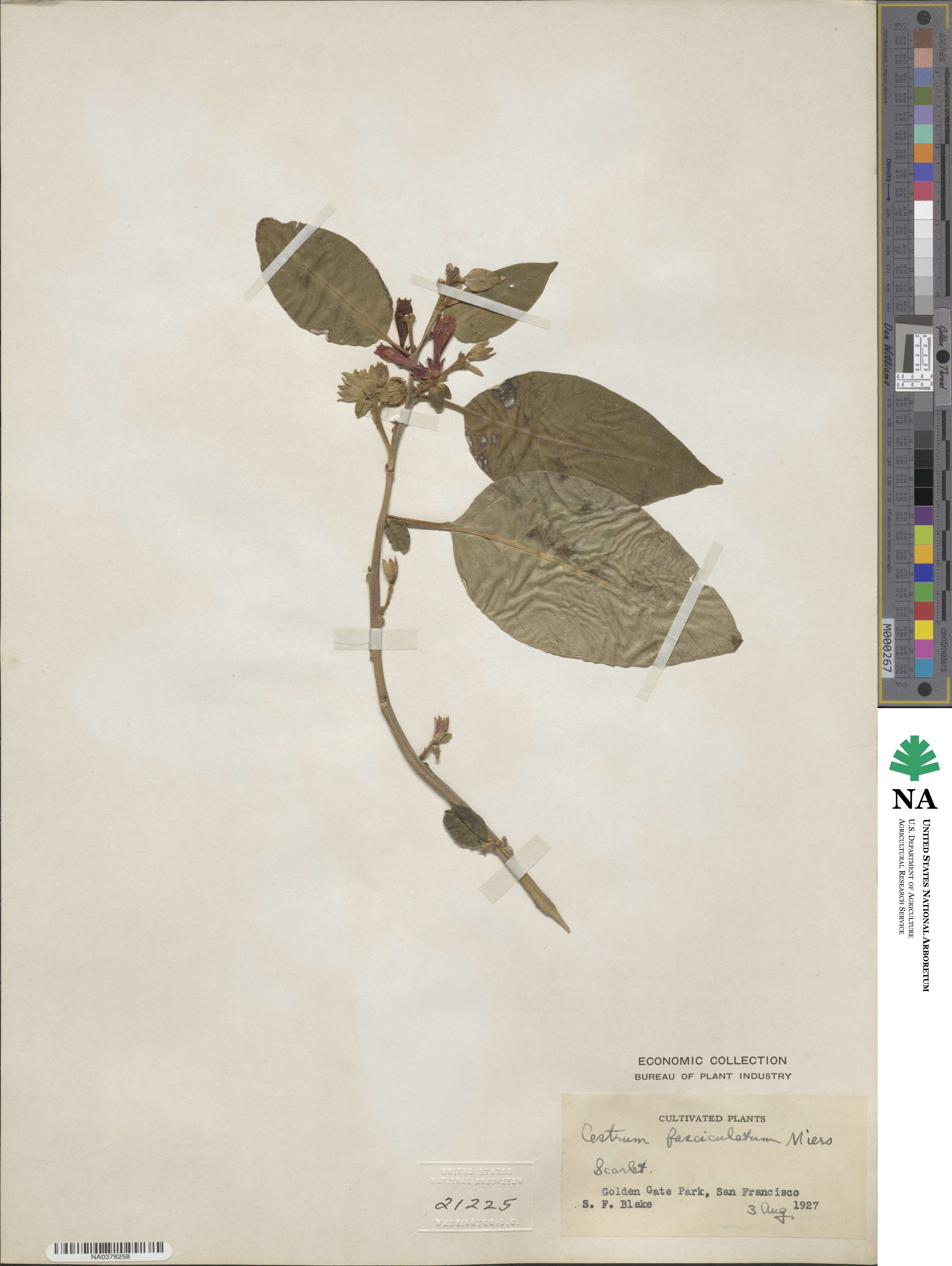 Cestrum image