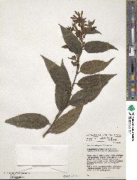 Cestrum elegans image