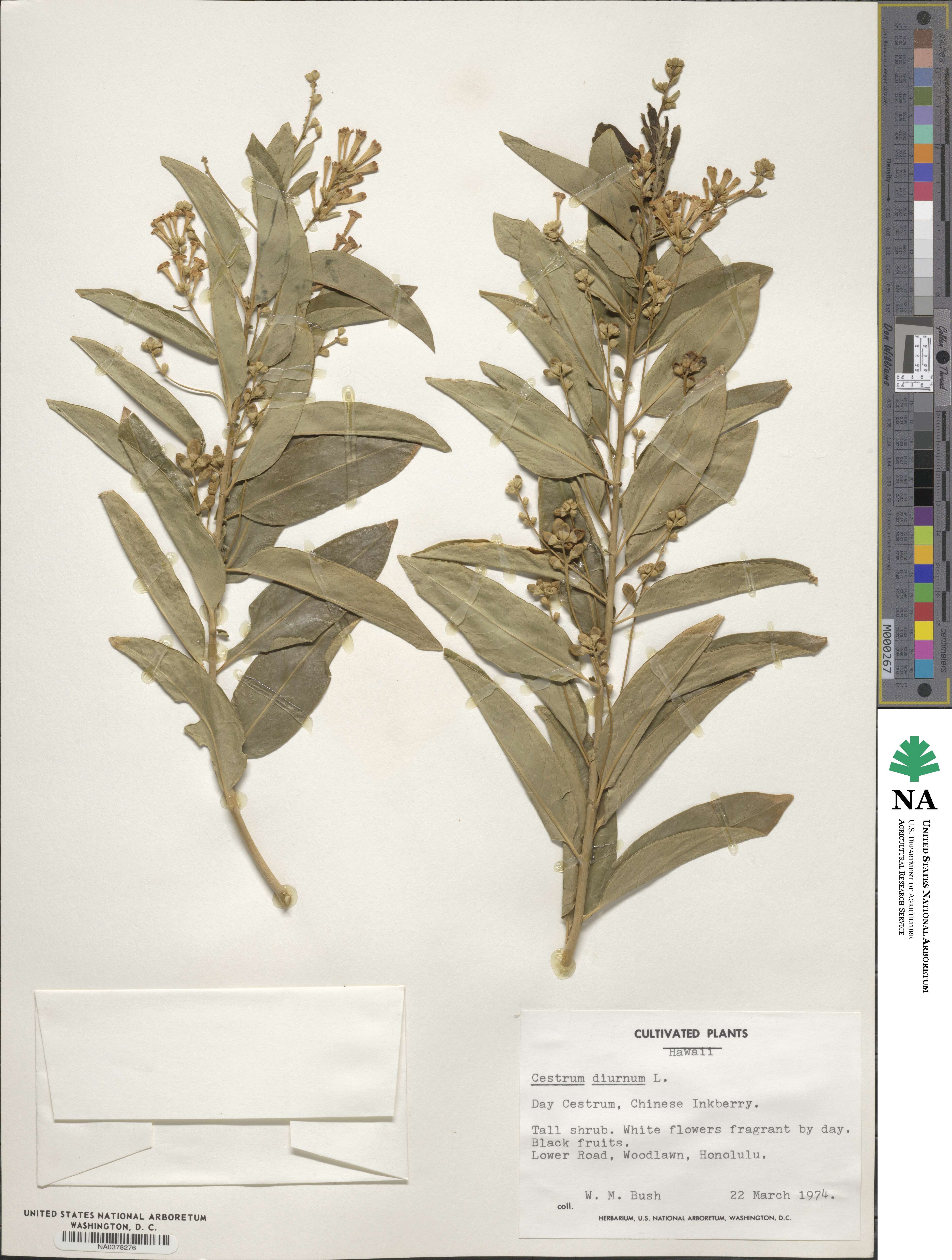 Cestrum diurnum image