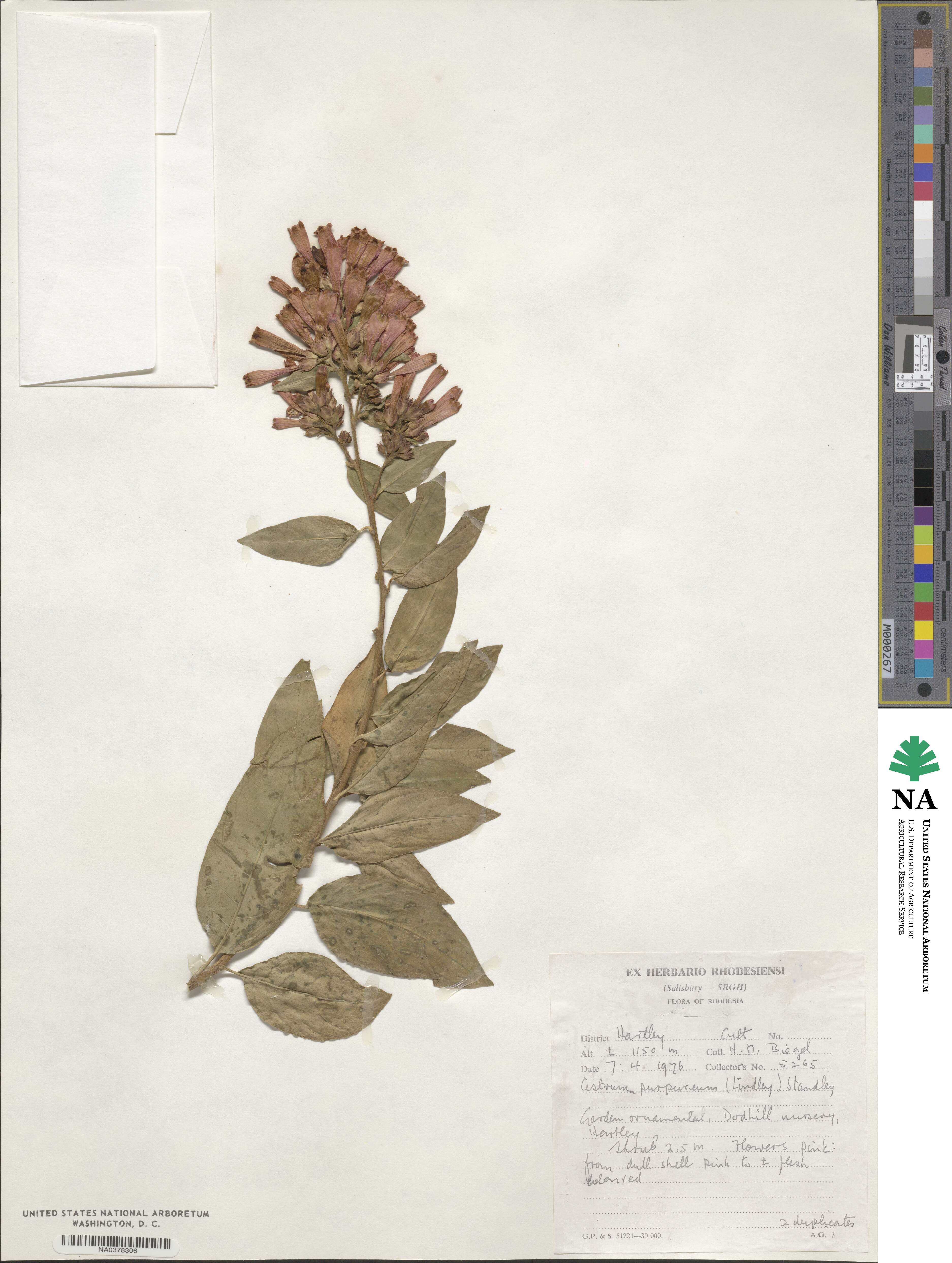 Cestrum elegans image