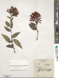 Cestrum elegans image