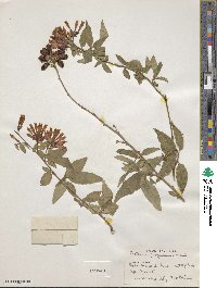 Cestrum elegans image