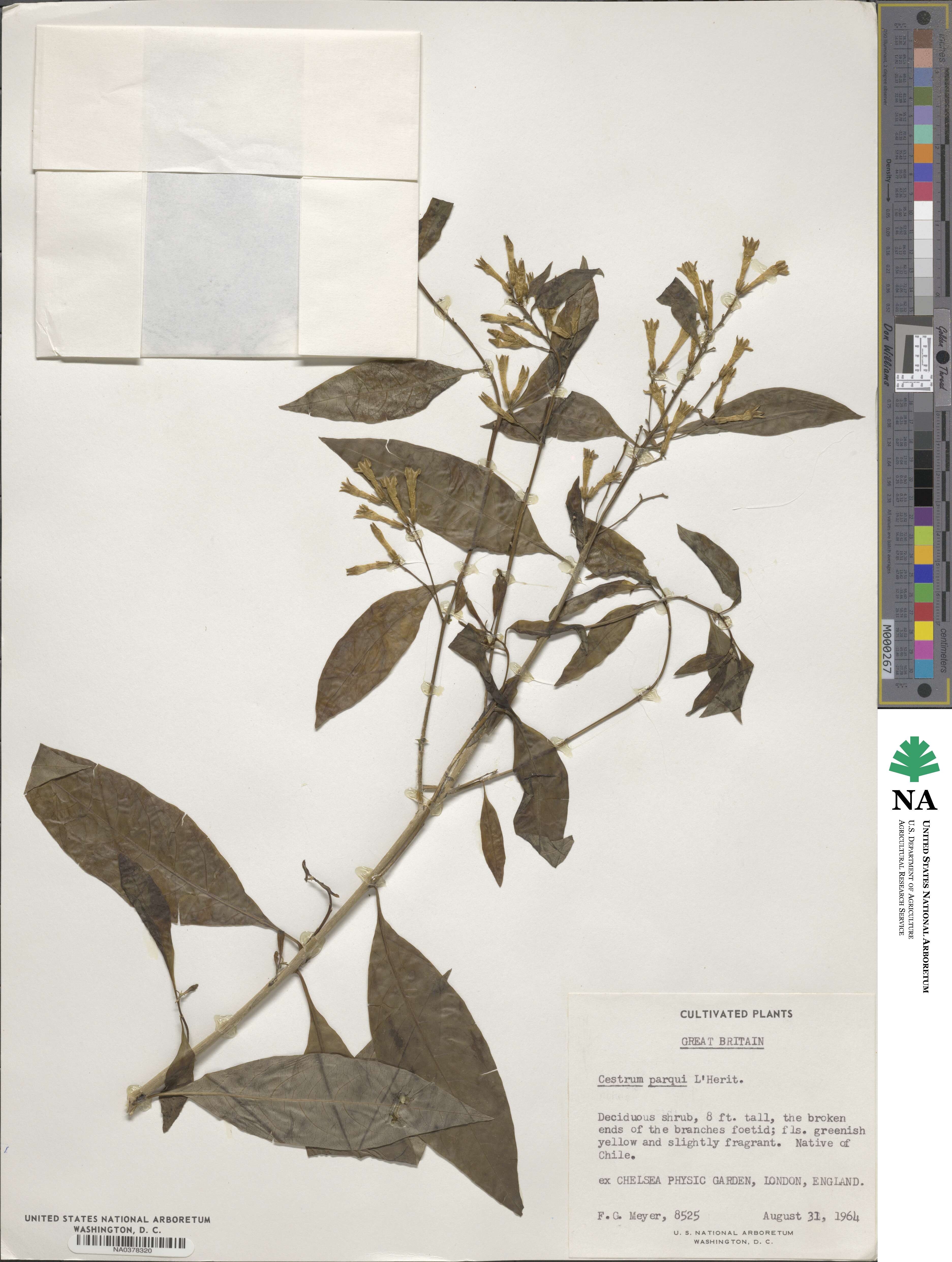 Cestrum parqui image