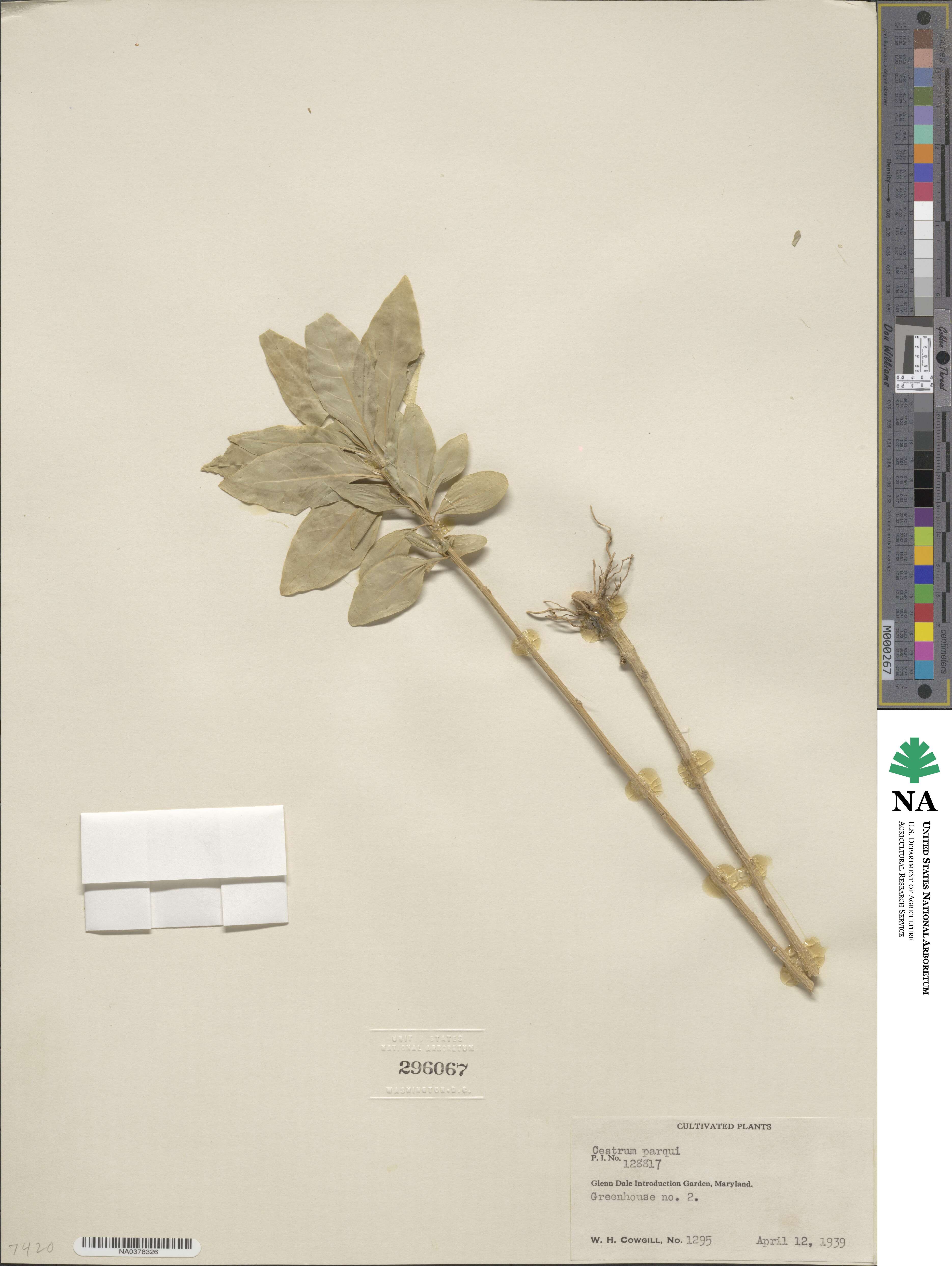 Cestrum parqui image