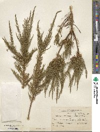 Fabiana imbricata image