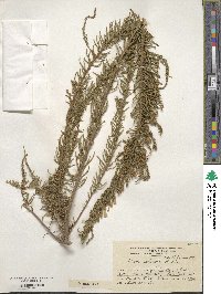 Fabiana imbricata image