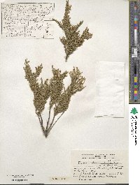 Fabiana imbricata image