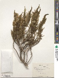 Fabiana imbricata image