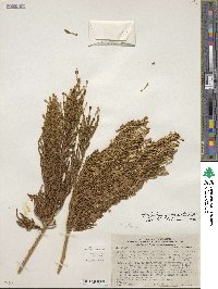 Fabiana imbricata image