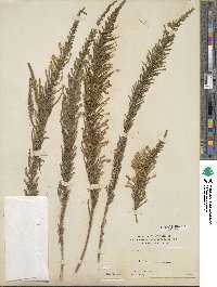 Fabiana imbricata image