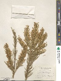 Fabiana imbricata image