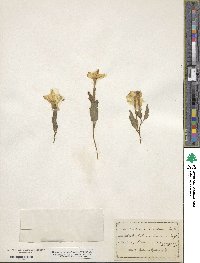 Nicotiana quadrivalvis var. bigelovii image