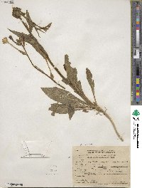 Nicotiana quadrivalvis image