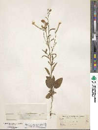 Nicotiana attenuata image