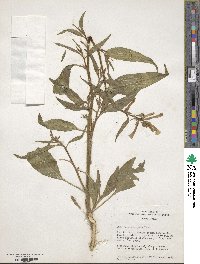 Nicotiana attenuata image