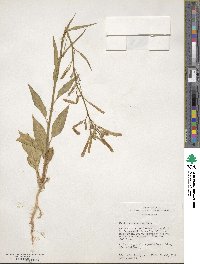 Nicotiana attenuata image