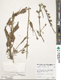 Nicotiana acuminata image