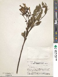 Nicotiana glauca image